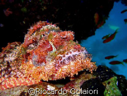 StoneFish taken with my Canon Digital Ixus 700 and his ca... by Riccardo Colaiori 